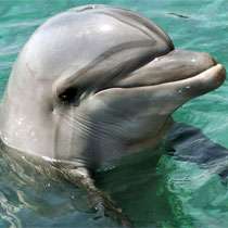 Фотопечать - Дельфины